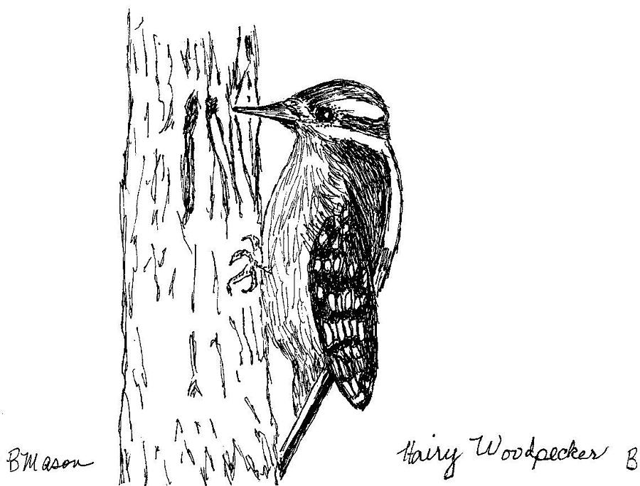 Woodpecker Drawing Picture