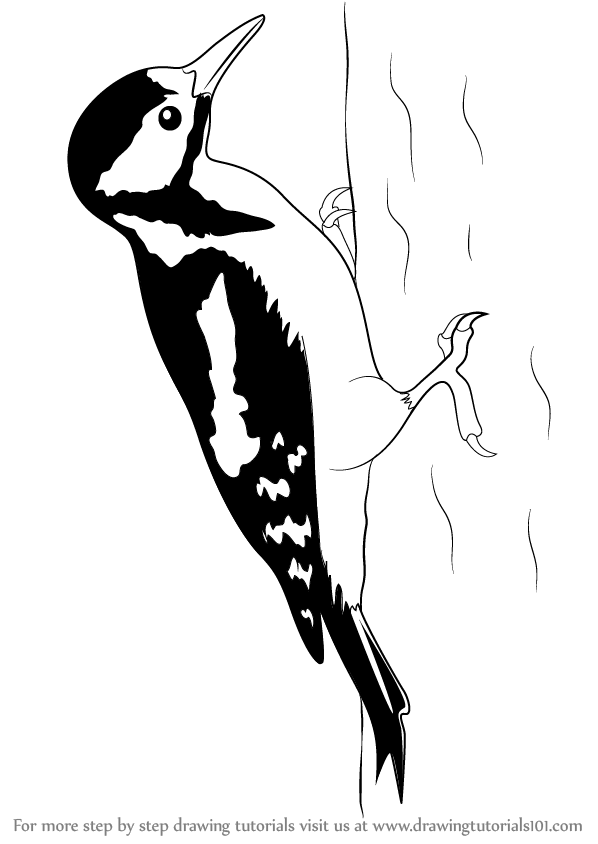 Woodpecker Drawing Sketch