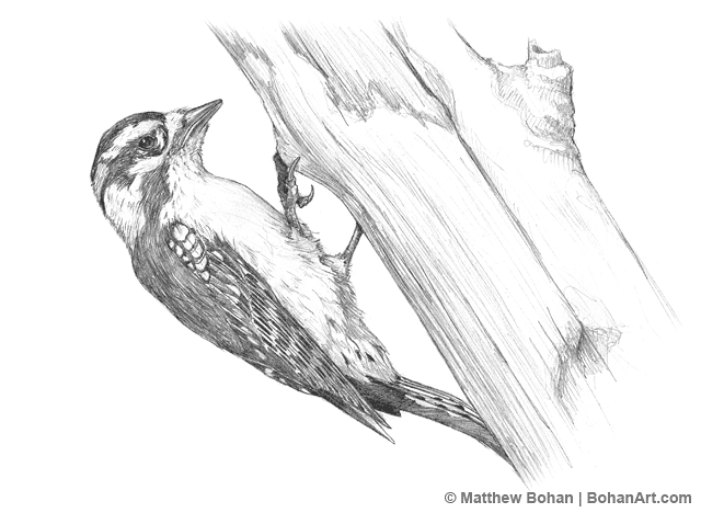 Woodpecker Drawing