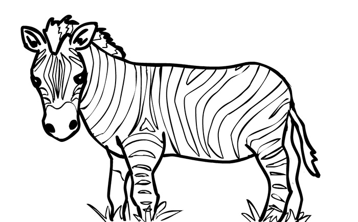 Zebra Amazing Drawing