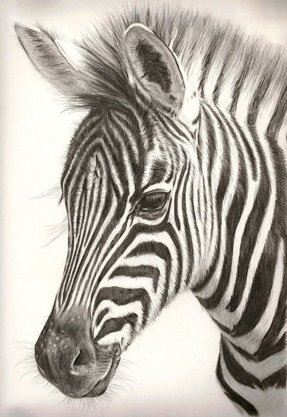 Zebra Drawing Pic