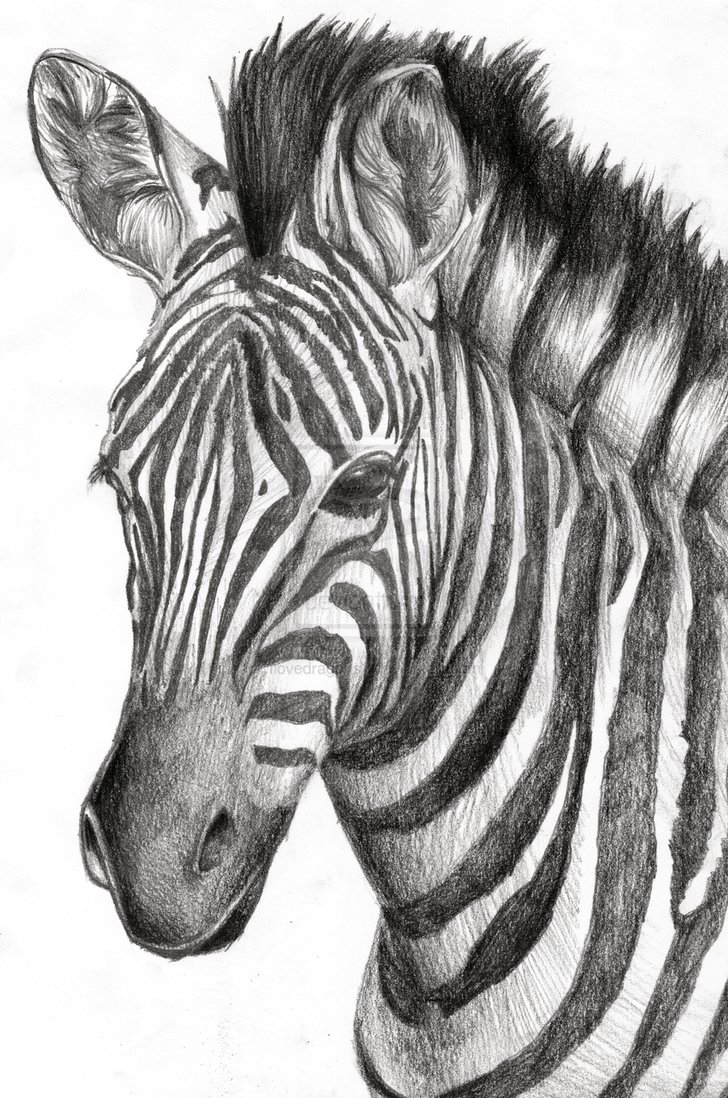 Zebra Drawing