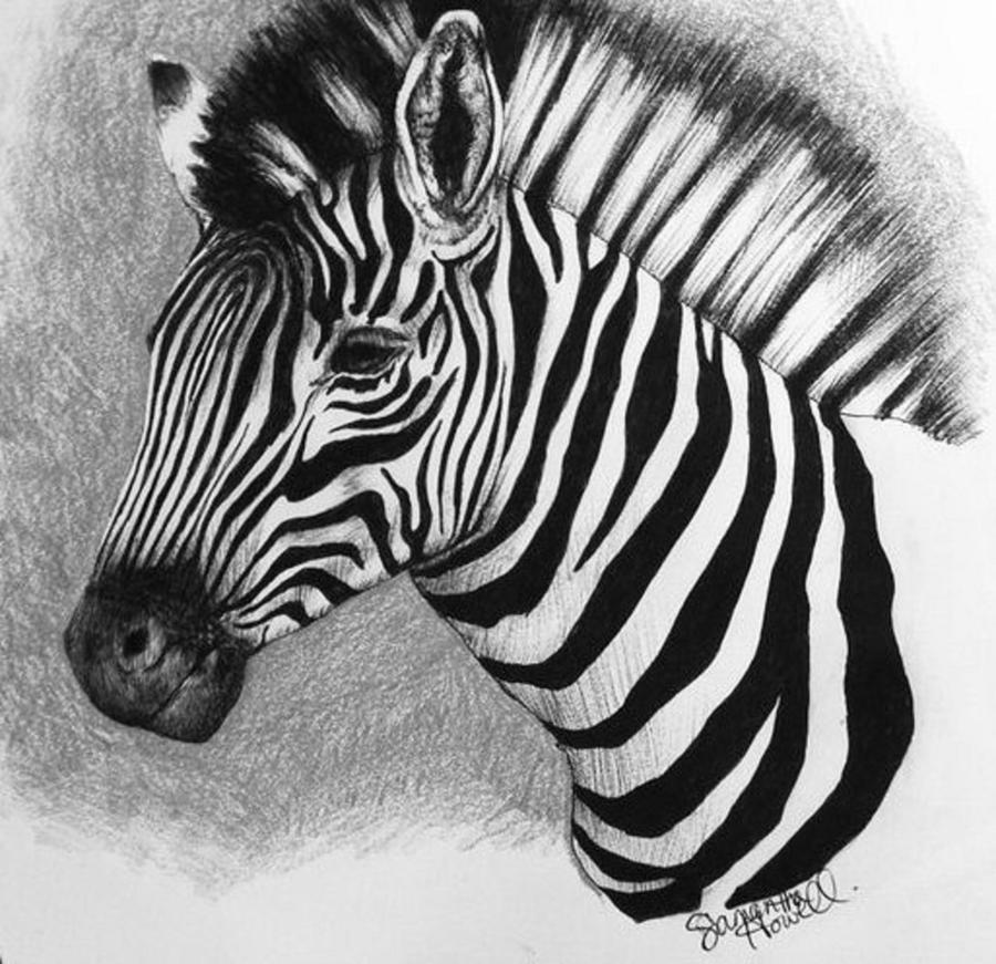 Zebra High-Quality Drawing