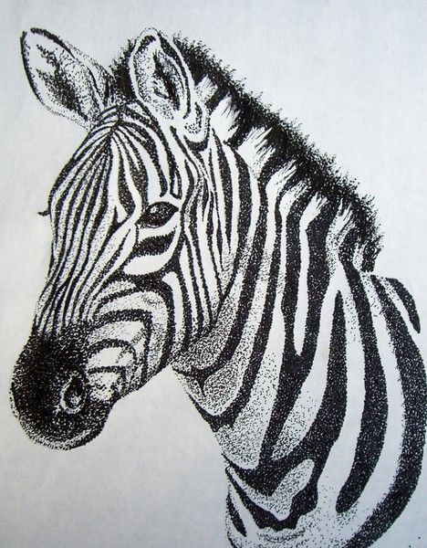 Zebra Picture Drawing