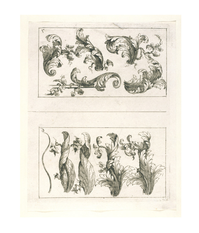 Acanthus Drawing Image