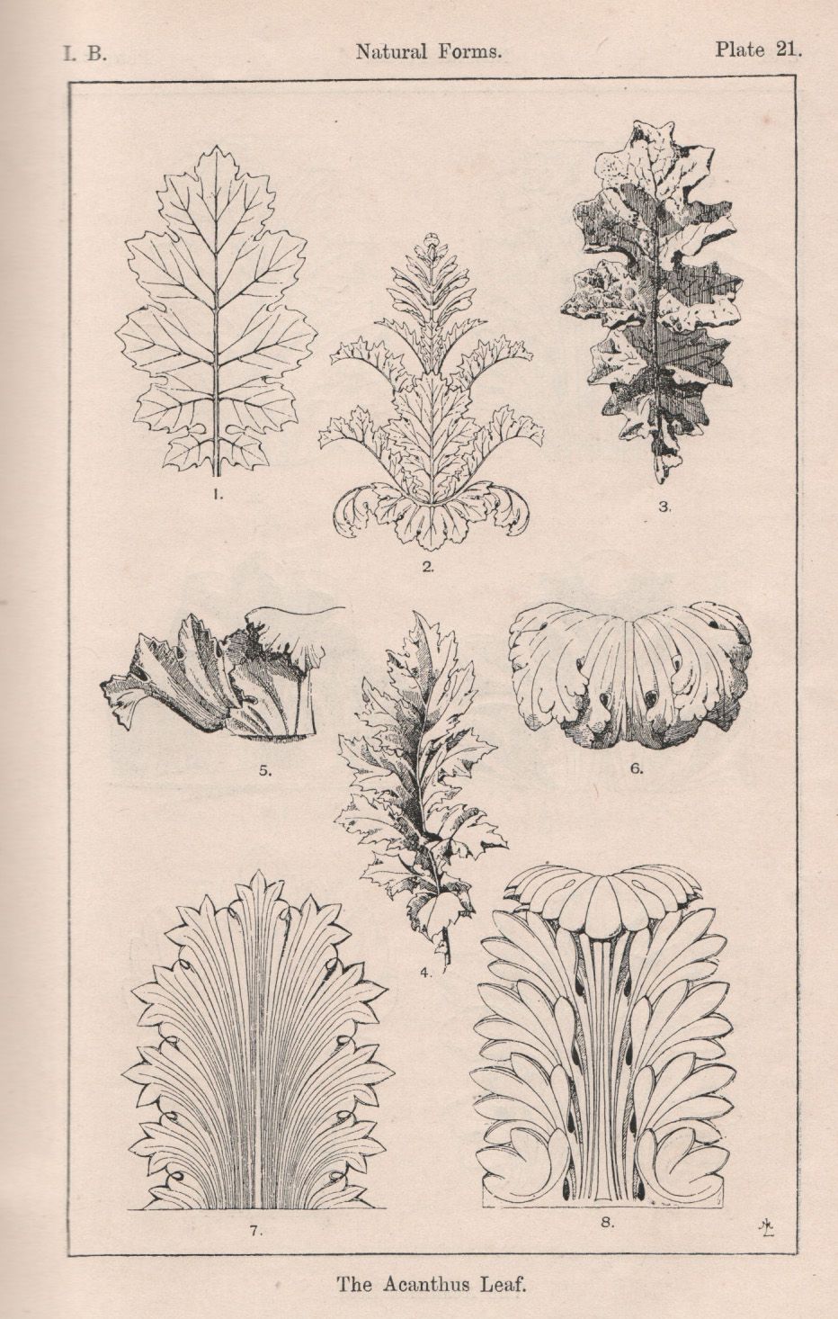 Acanthus Drawing Images