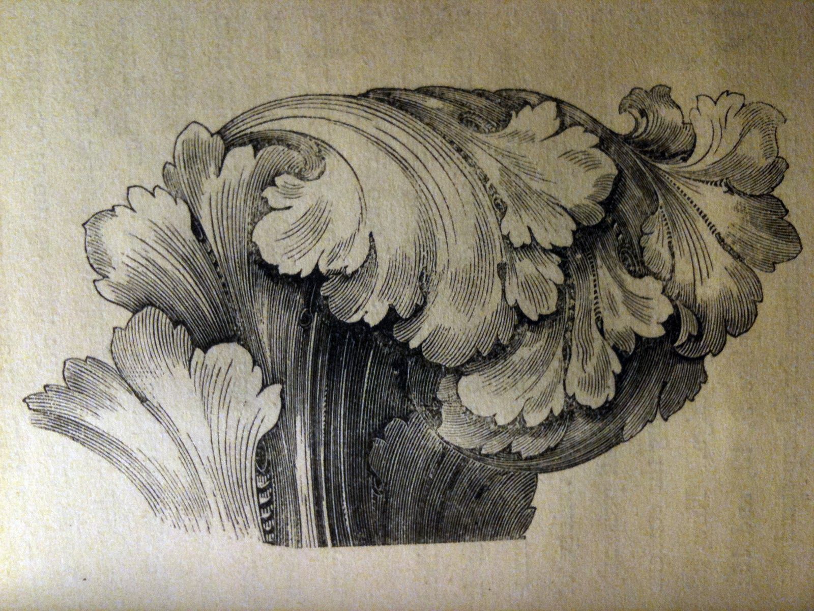 Acanthus Drawing Pic