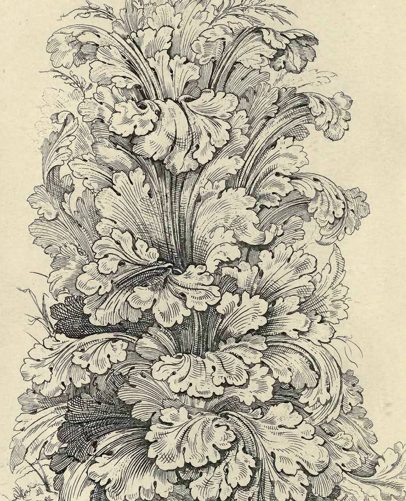 Acanthus Leaves Drawing Amazing