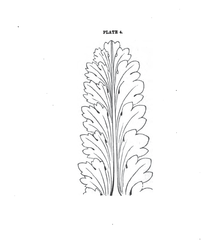 Acanthus Leaves Drawing Best