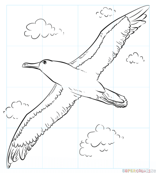 Albatross Drawing Pic