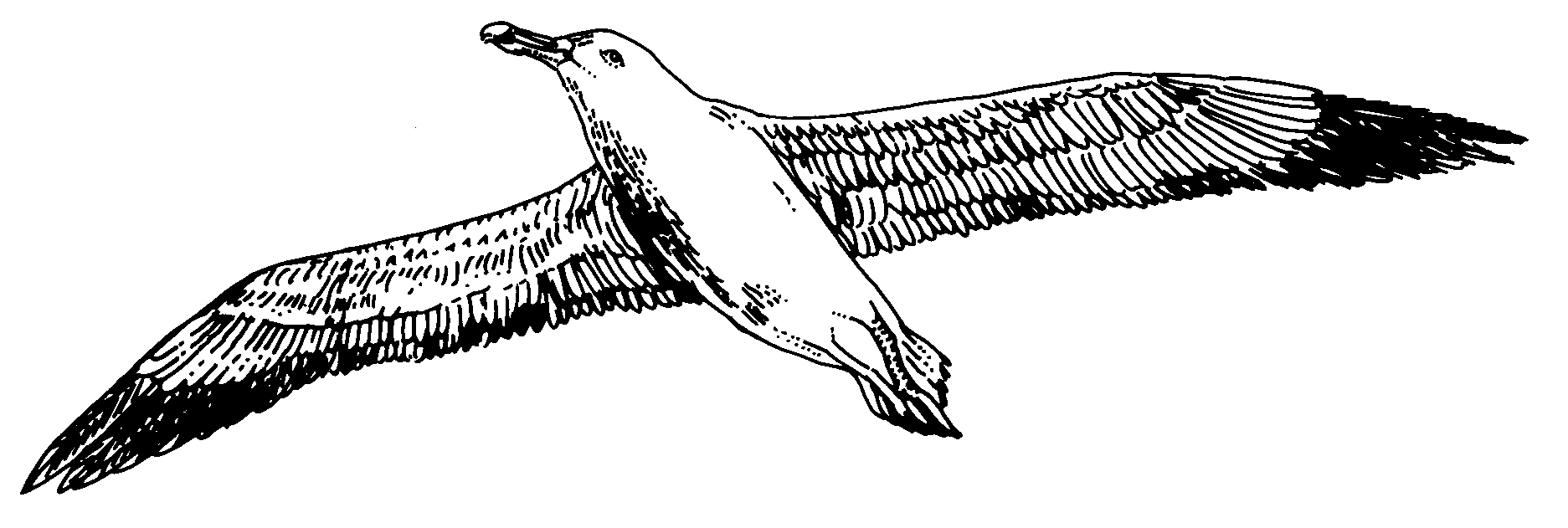 Albatross Drawing Pics