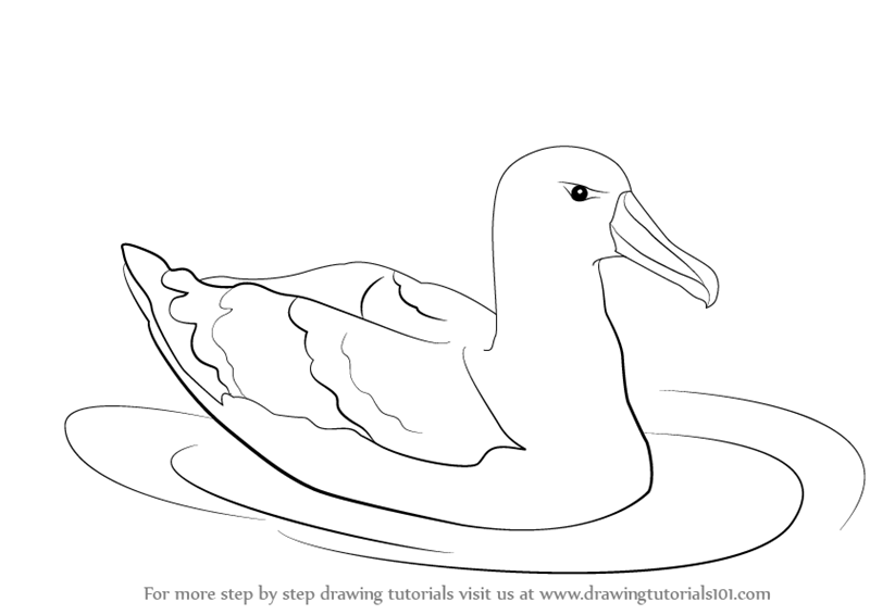 Albatross Drawing Realistic
