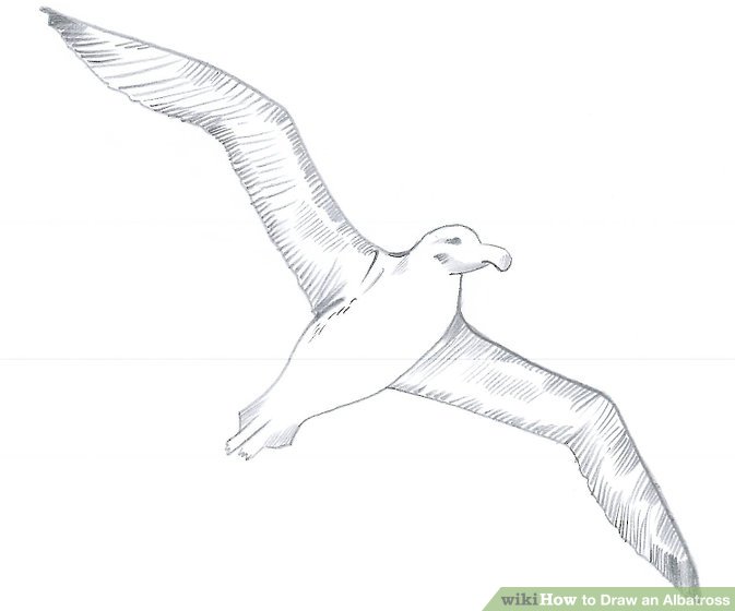 Albatross Drawing