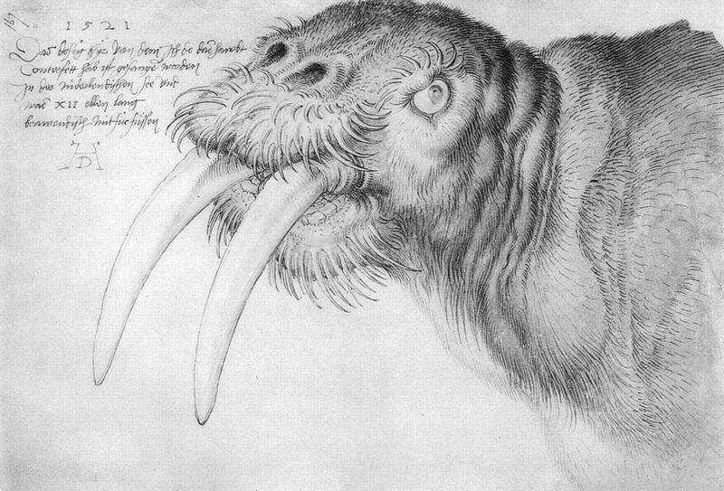 Albrecht Durer Drawing Art