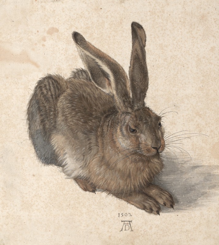 Albrecht Durer Drawing Pic