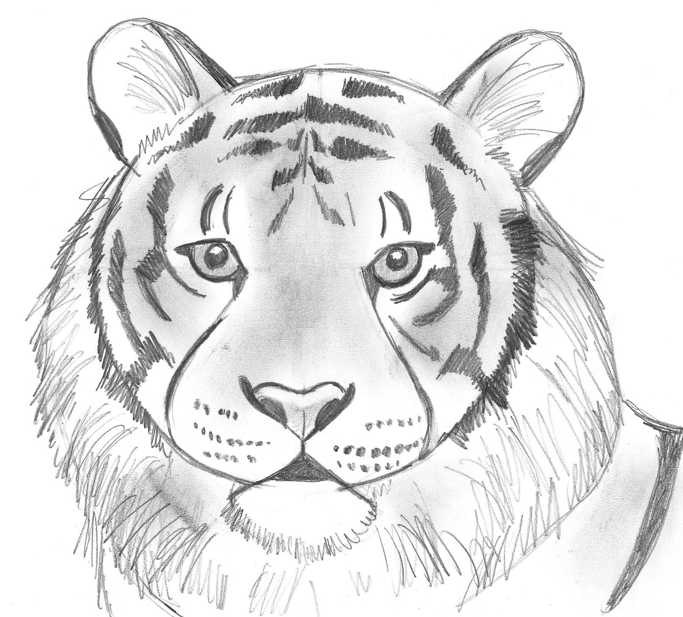 Step by Step Animal Drawing Tutorials  SketchBookNationcom