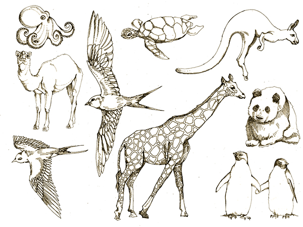 Animals Drawing Image