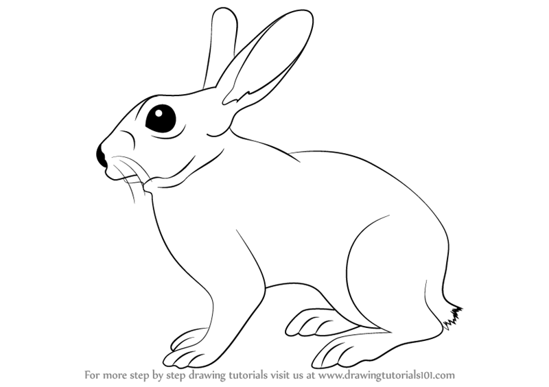 Animals Drawing Images - Drawing Skill