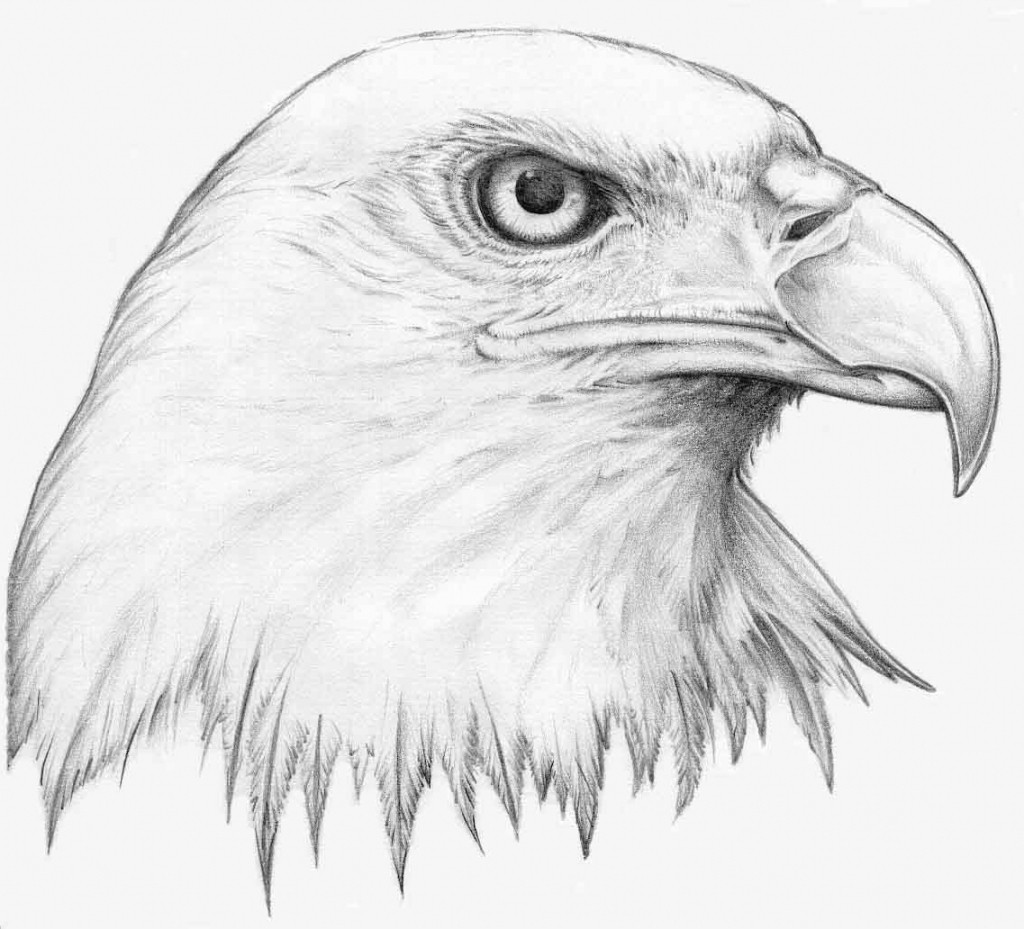 25 Beautiful Animal Drawings for your inspiration  How to Draw Animals