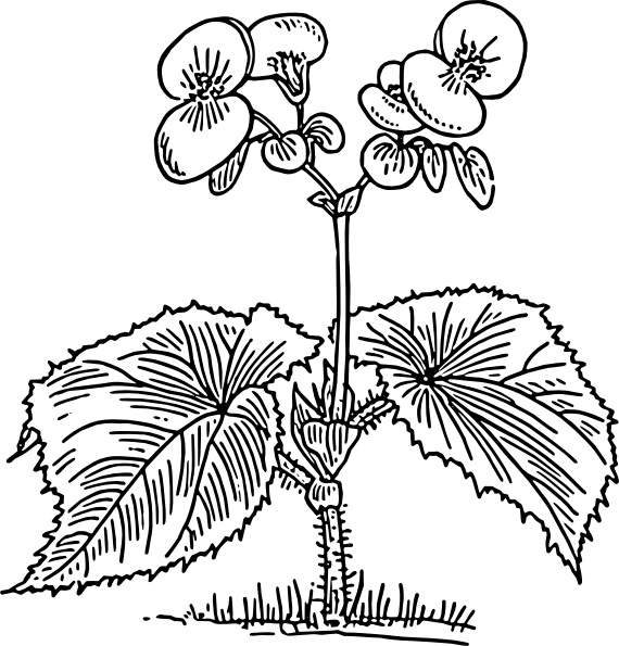 Begonia Drawing Amazing