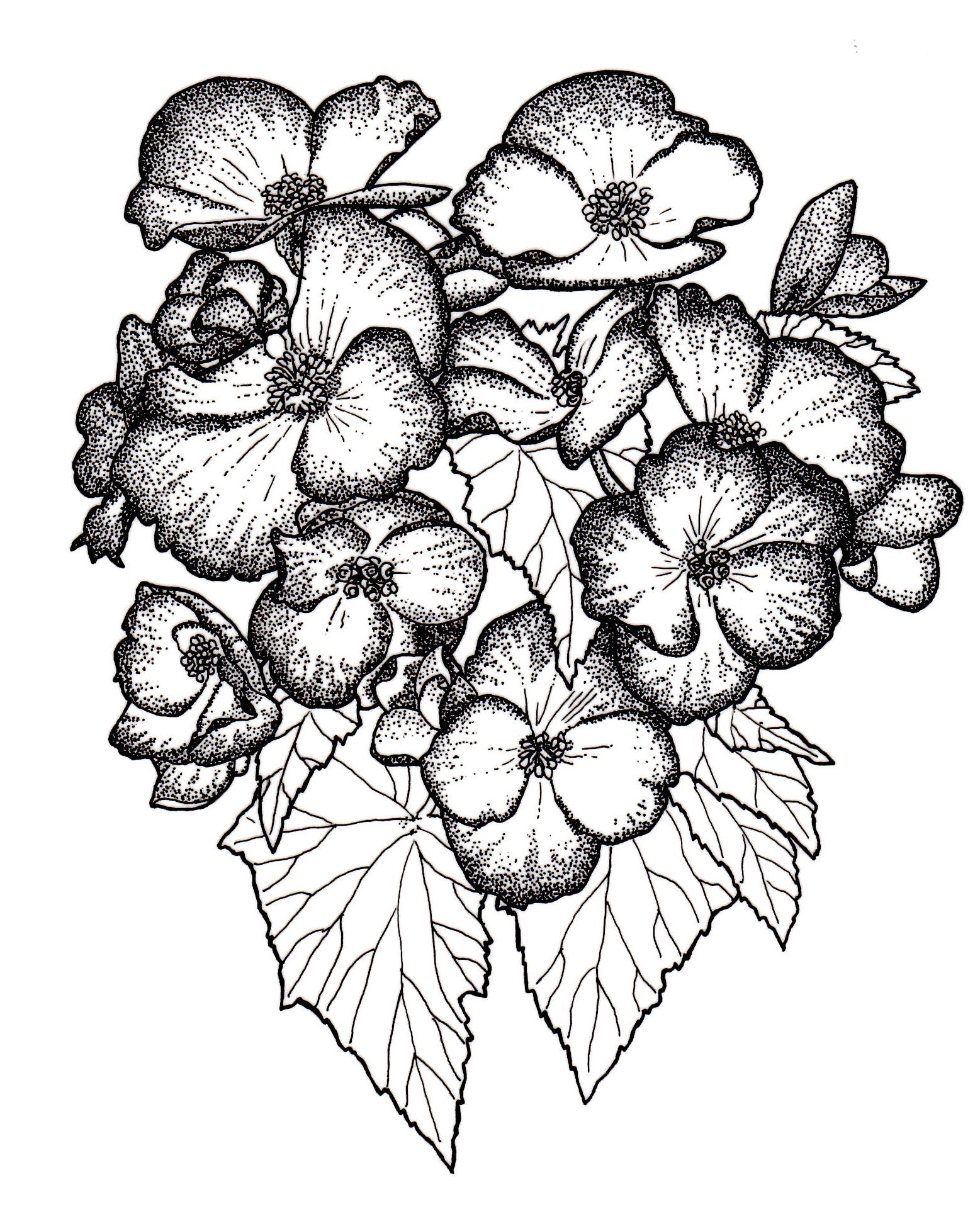 Begonia Drawing Best