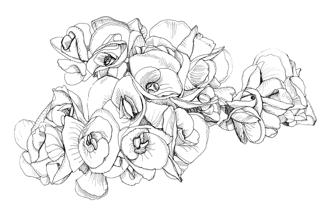 Begonia Drawing Creative Art