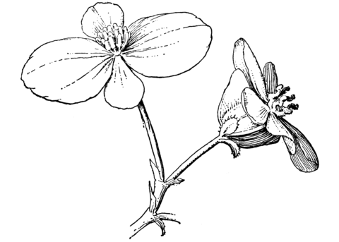 Begonia Drawing High-Quality