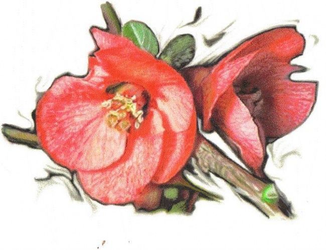 Begonia Drawing Image