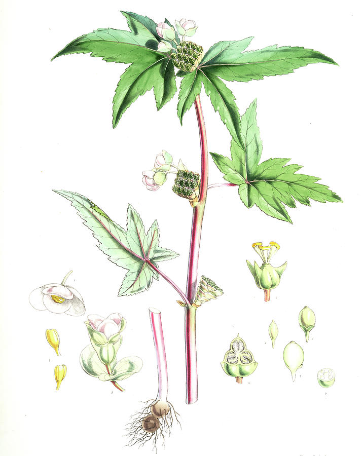 Begonia Drawing Images