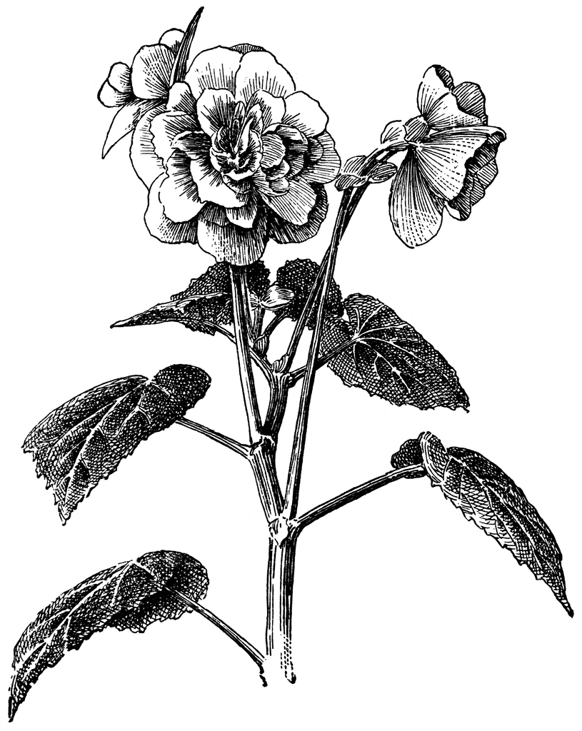 Begonia Drawing Photo