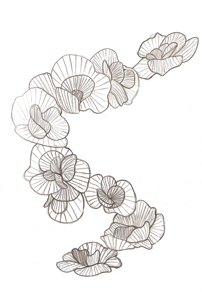 Begonia Drawing Pic
