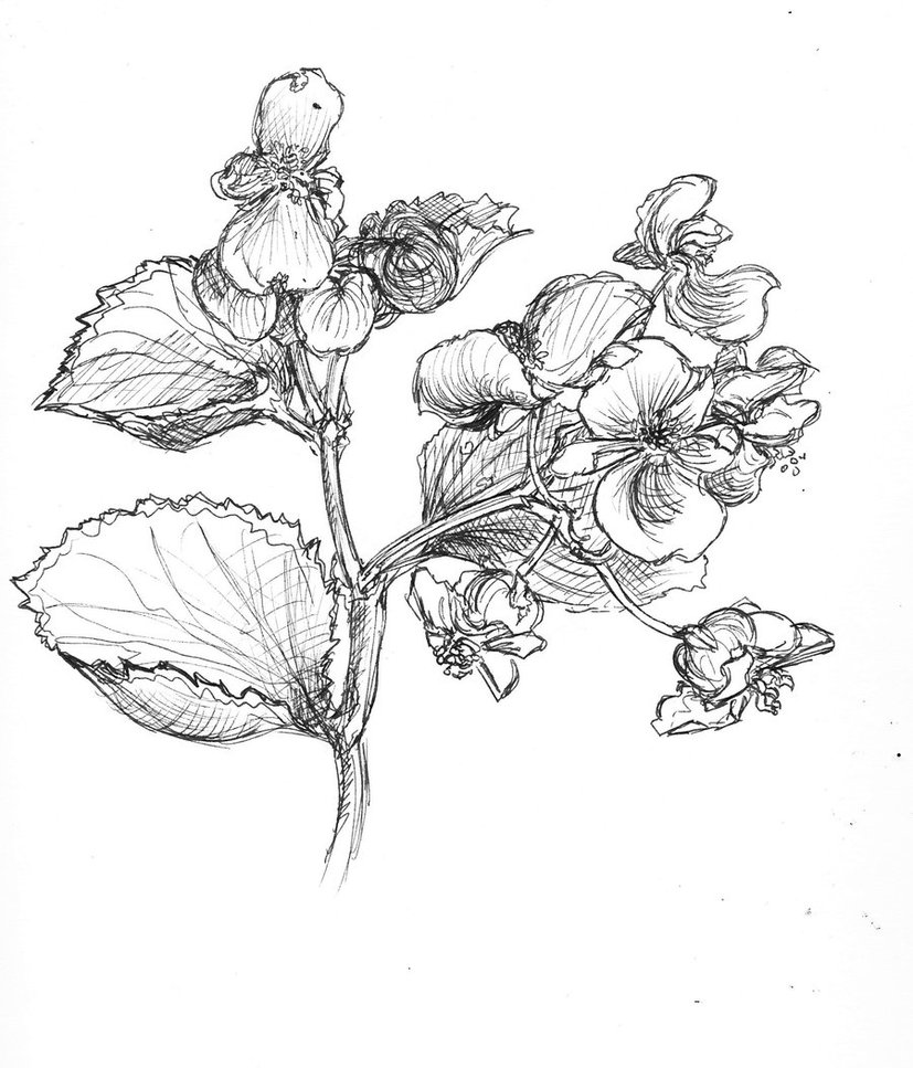 Begonia Drawing Pics