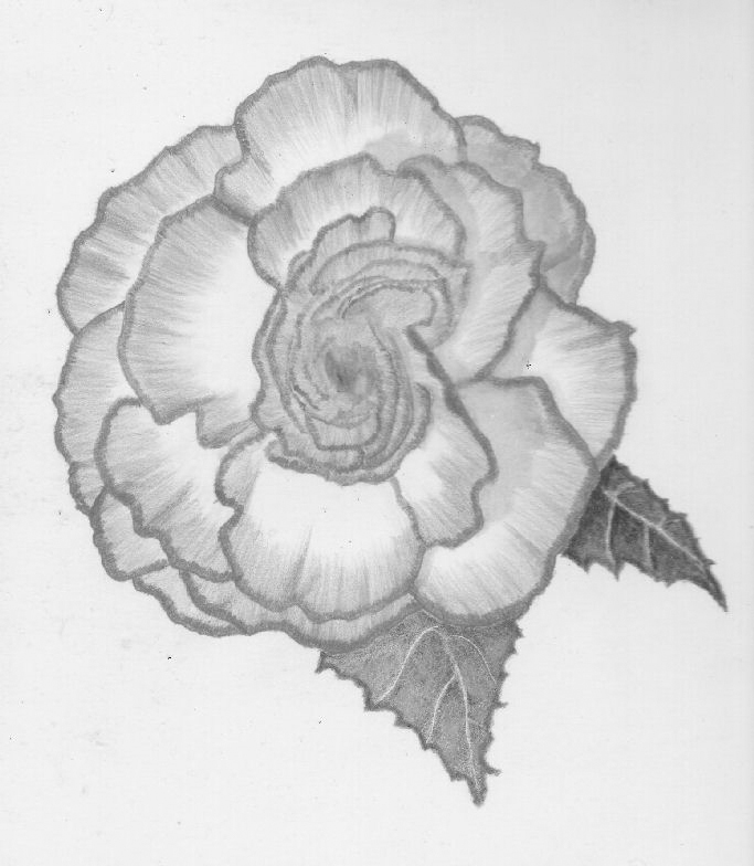 Begonia Drawing Picture