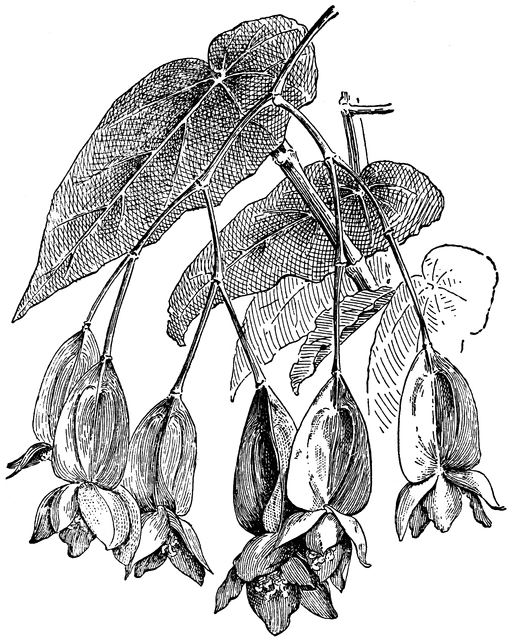 Begonia Drawing Sketch