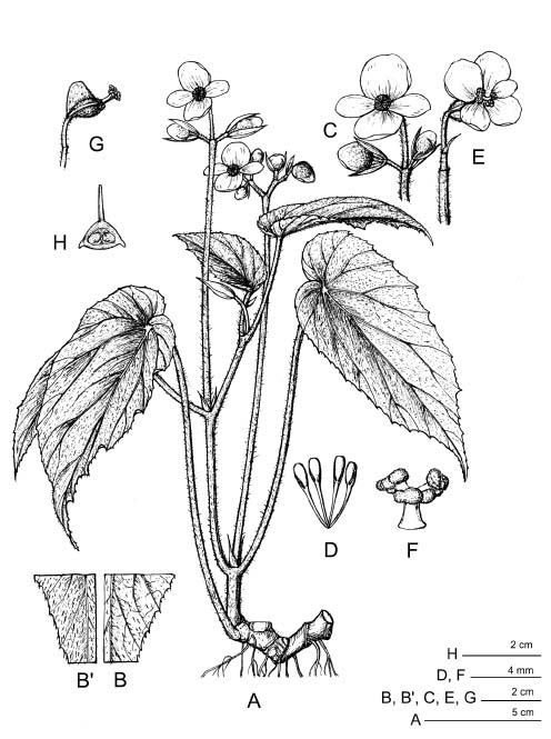 Begonia Drawing