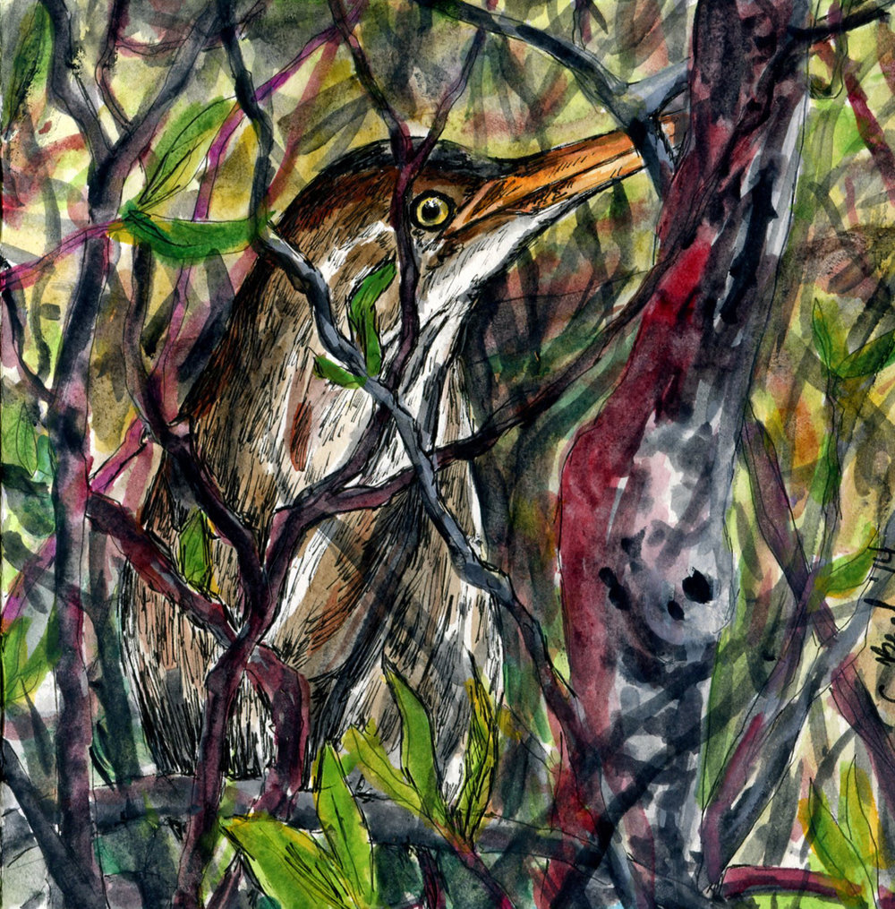 Bittern Drawing High-Quality