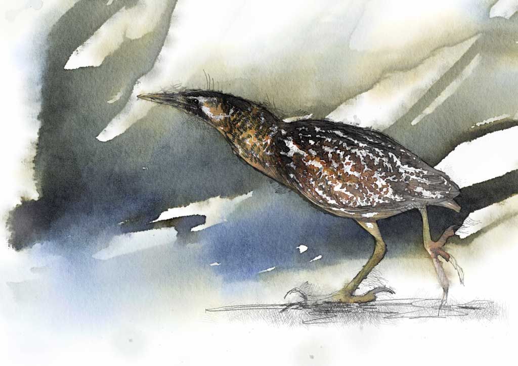 Bittern Drawing Image