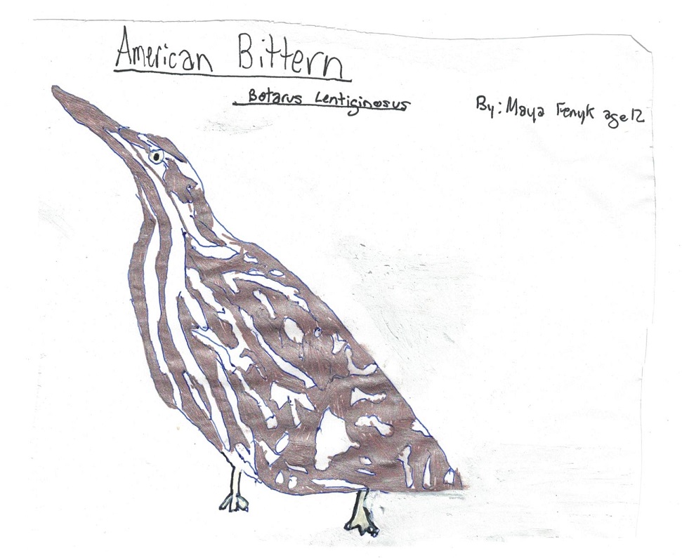 Bittern Drawing Images