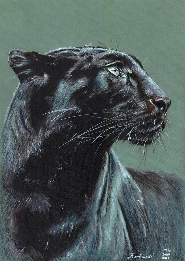 Black Leopard Drawing Amazing