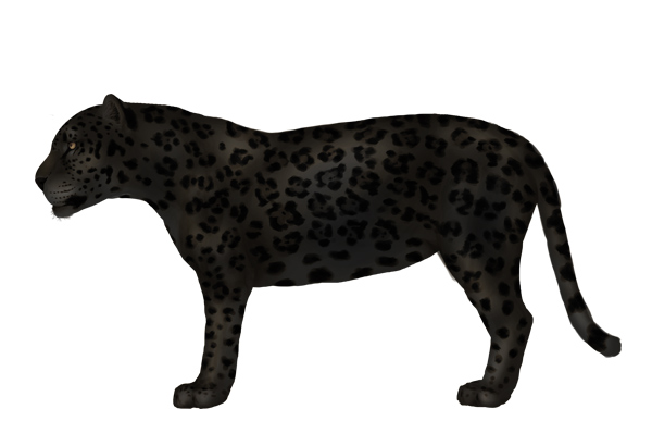Black Leopard Drawing Art