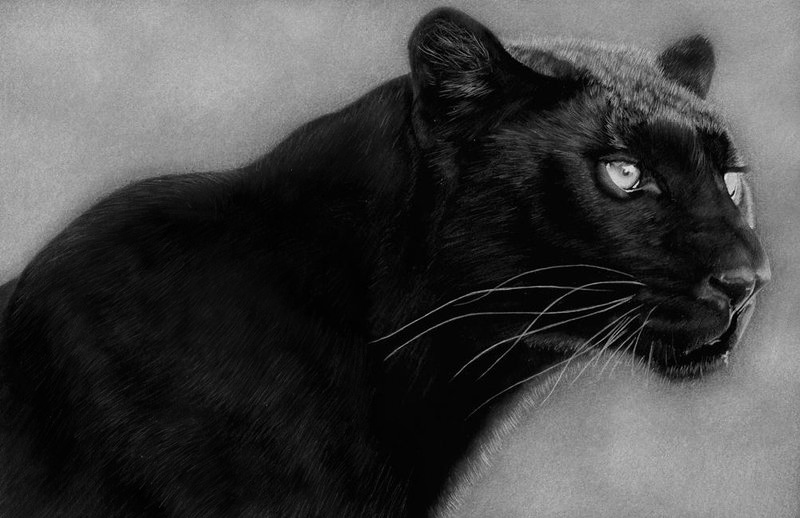 Black Leopard Drawing Photo