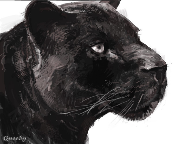 Black Leopard Drawing Picture