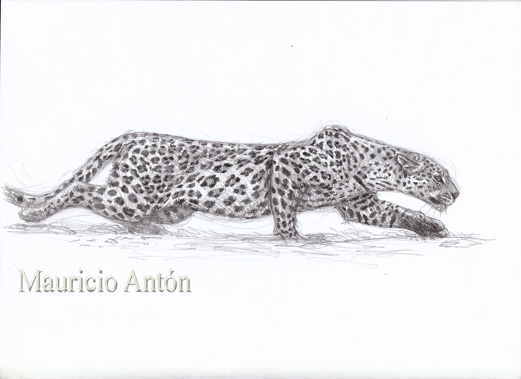 Black Leopard Drawing Sketch