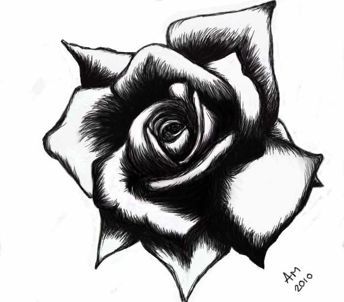 Black Rose Drawing High-Quality