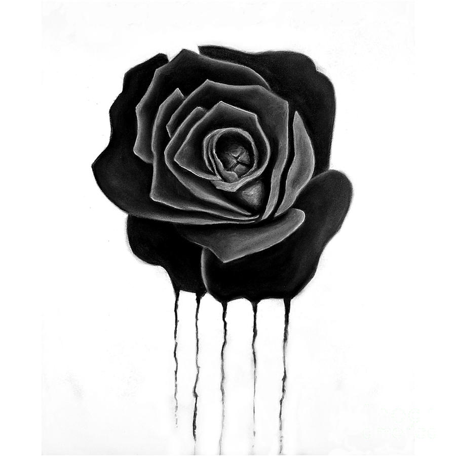 Black Rose Drawing Photo