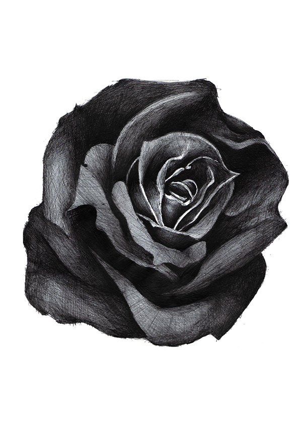 Black Rose Drawing Pic