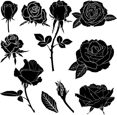 Black Rose Drawing Picture