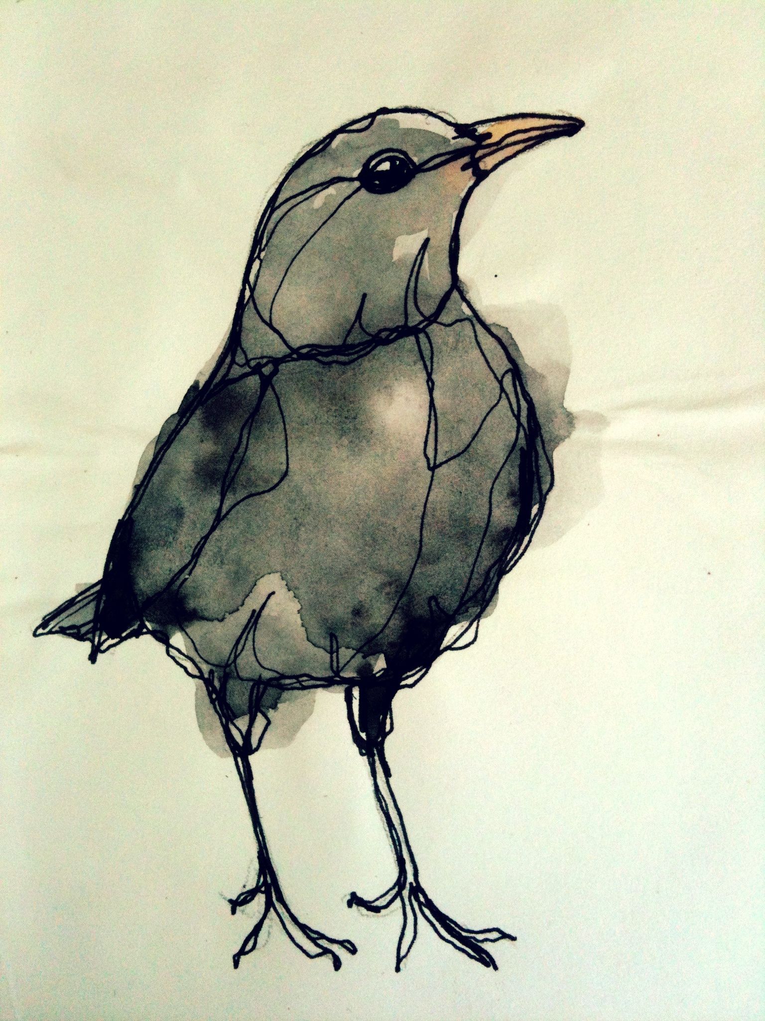 Blackbird Drawing Image