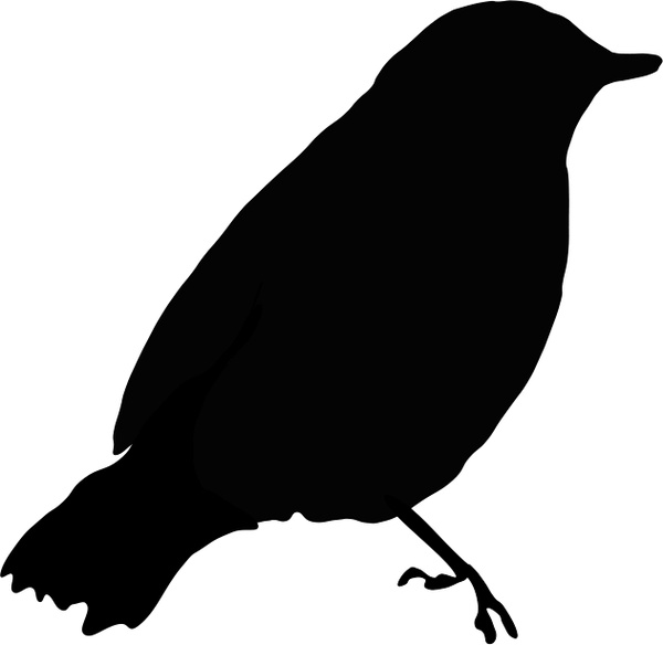 Blackbird Drawing Photo