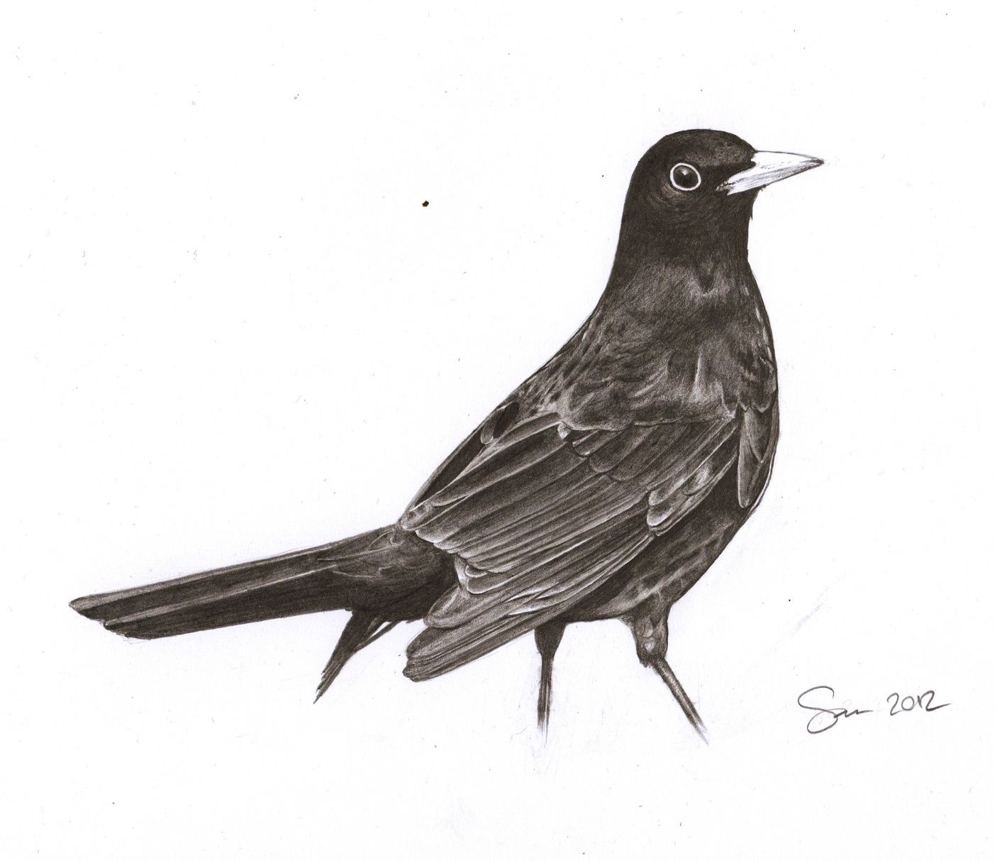 Blackbird Drawing Pics